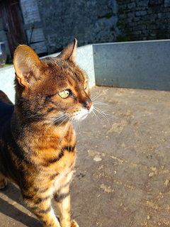 Beautiful Cat Profile