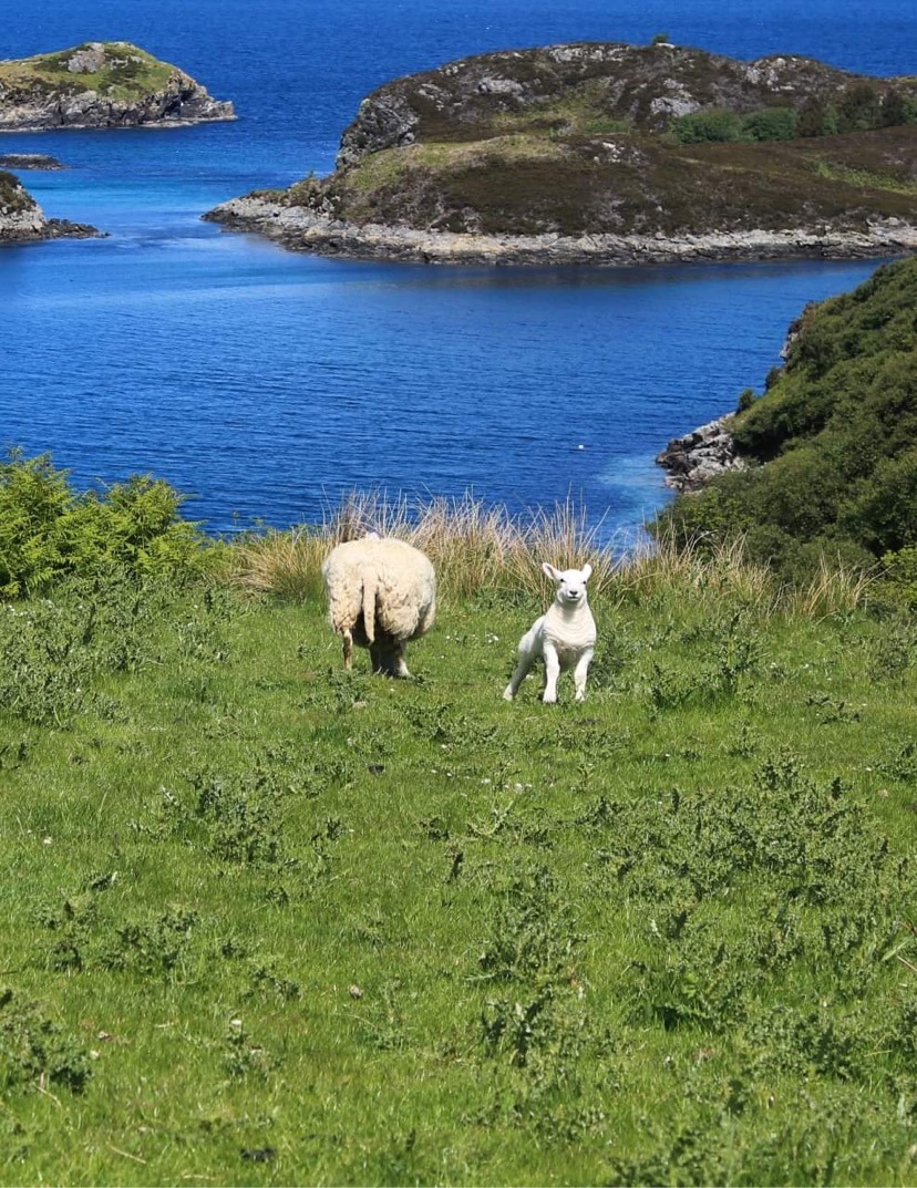 Two sheep on grassy hill above blue coastal water with small islands