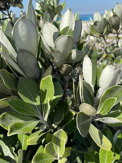 Cheesewood Plant