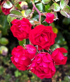 Cluster of bright red roses with green foliage in a garden