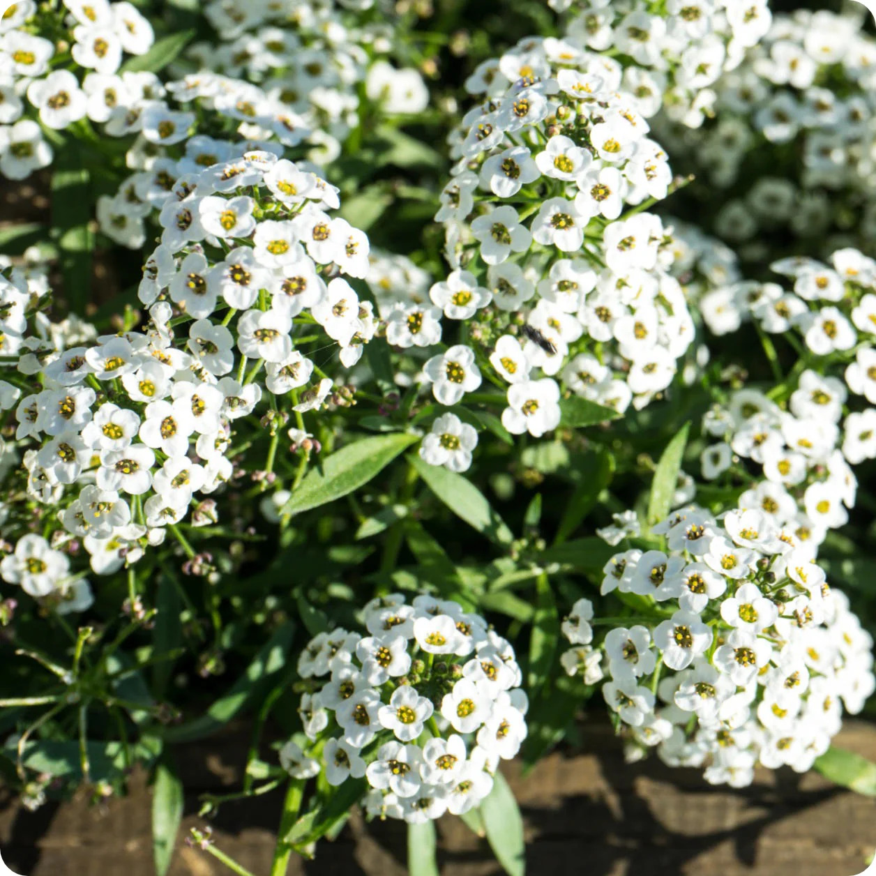 White Alyssums