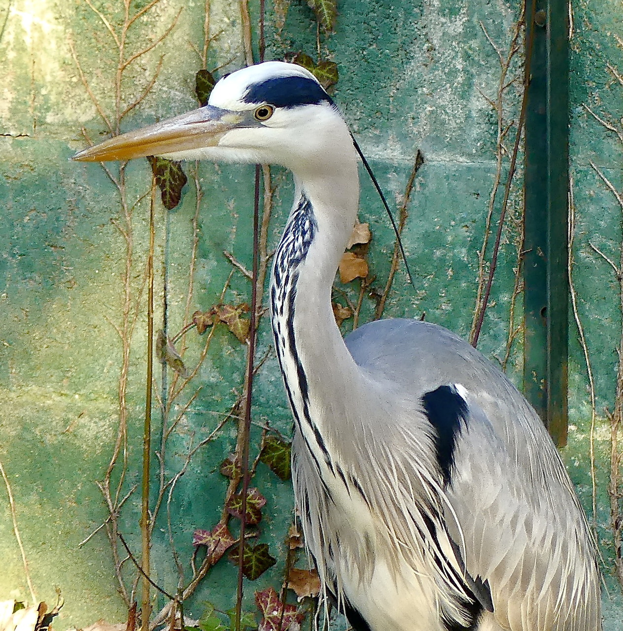 Grey heron standing beside a weathered green wall with vines