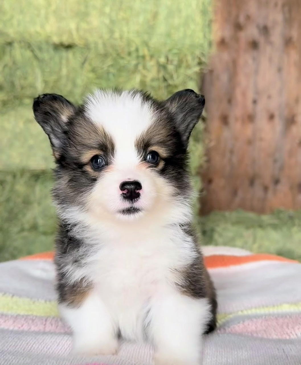 Cute tri-color Corgi puppy sitting on a striped cushion with green background