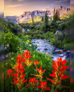 Red wildflowers beside mountain stream with peaks and sunset sky