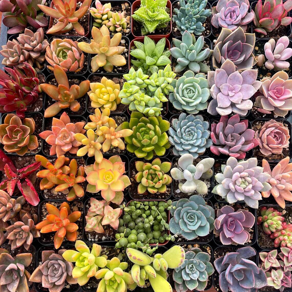 Colorful assortment of succulent plants in various shades arranged in rows from overhead perspective