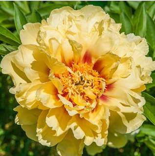 Yellow Peony Flower Close-Up