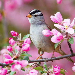 Bird on Cherry Blossom Branch