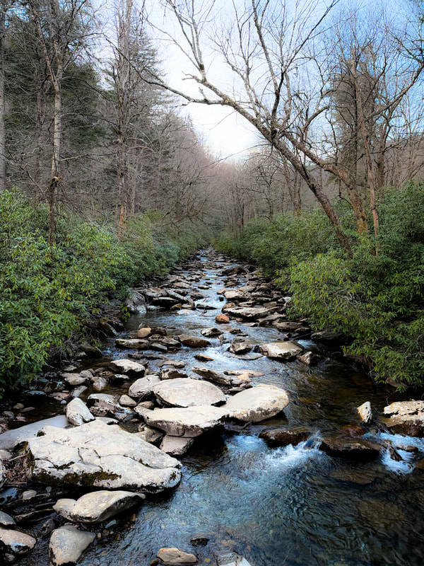 Rocky stream winding through a bare early spring forest with mossy boulders and leafless trees