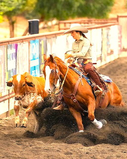 Cowgirl riding horse separating calf in cutting competition with colorful fence behind