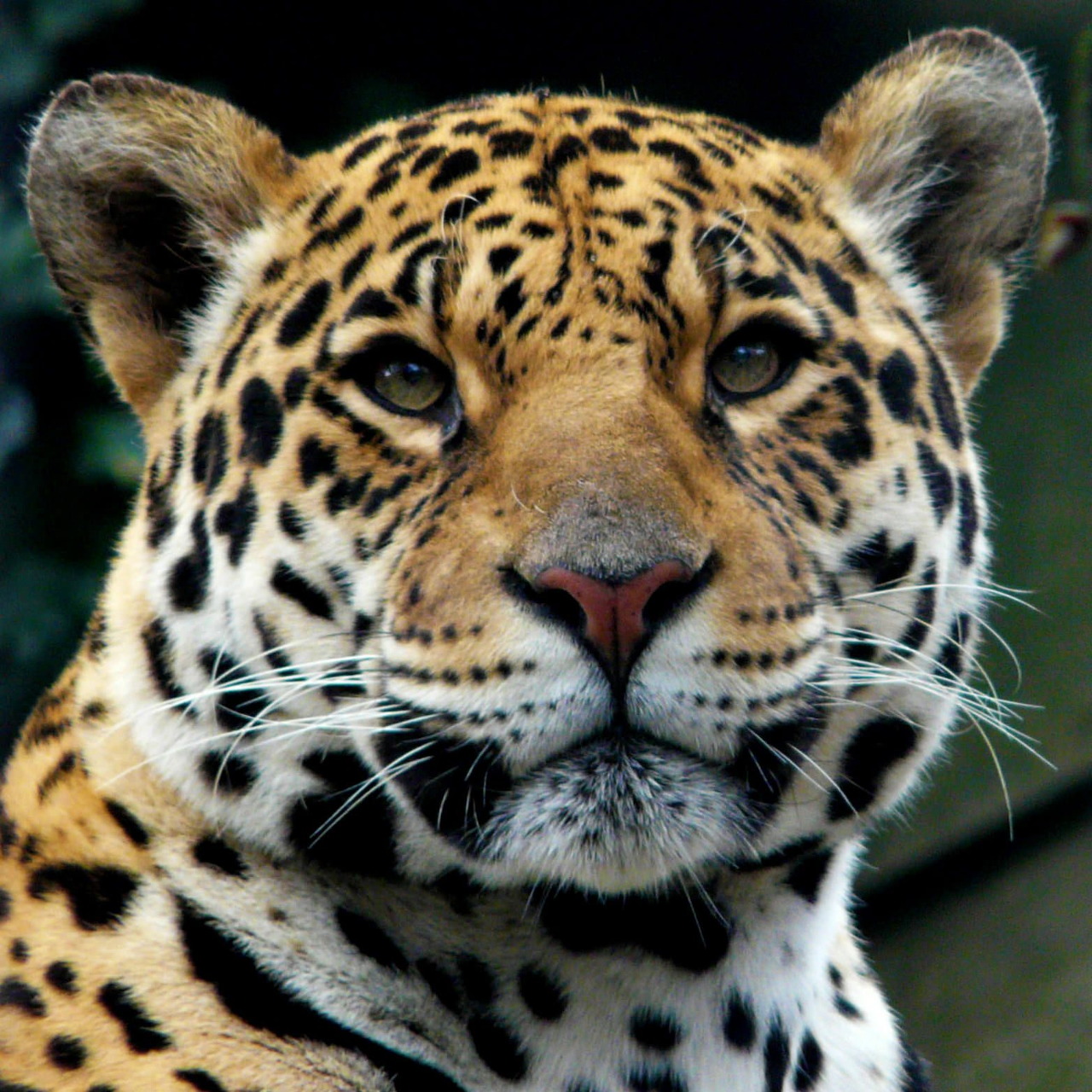 Close-up of a jaguar's face with spotted fur, whiskers, and alert eyes