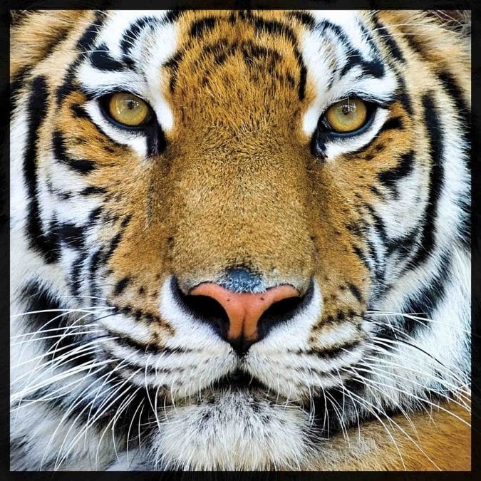 Close-up of a tiger face with intense yellow-green eyes and orange and black striped fur