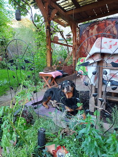 Black and tan dog resting on rustic wooden porch with green plants