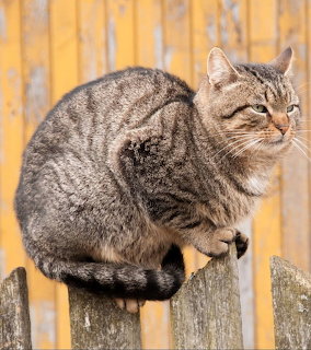 Gray tabby cat with green eyes sitting on old wooden fence post
