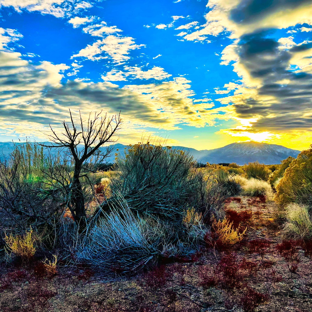 Desert sunrise with dead tree, shrubs, and mountains under dramatic cloudy sky