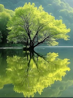 Tree Lake Reflection