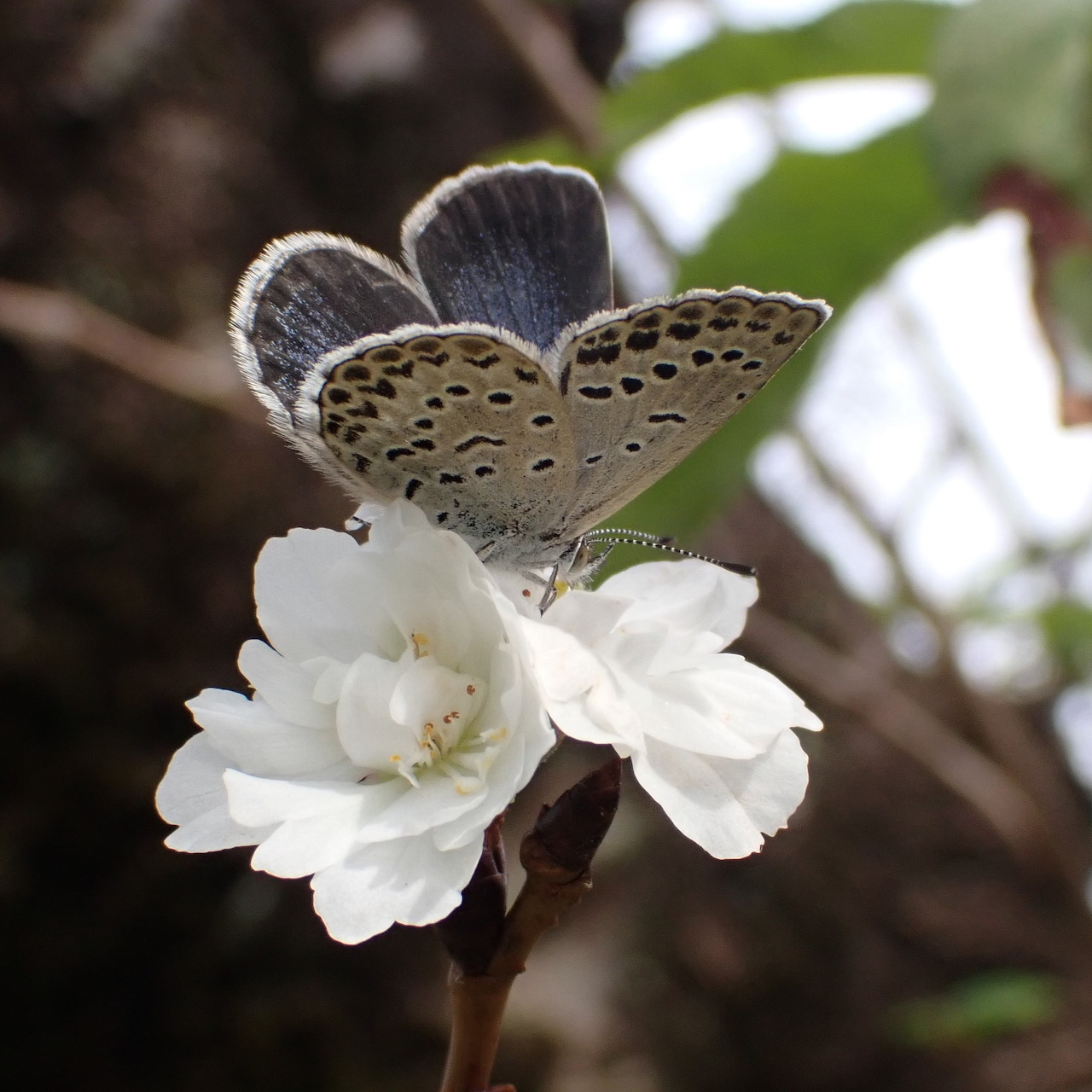 Pale grass blue butterfly with spotted wings perched on white cherry blossoms in a garden