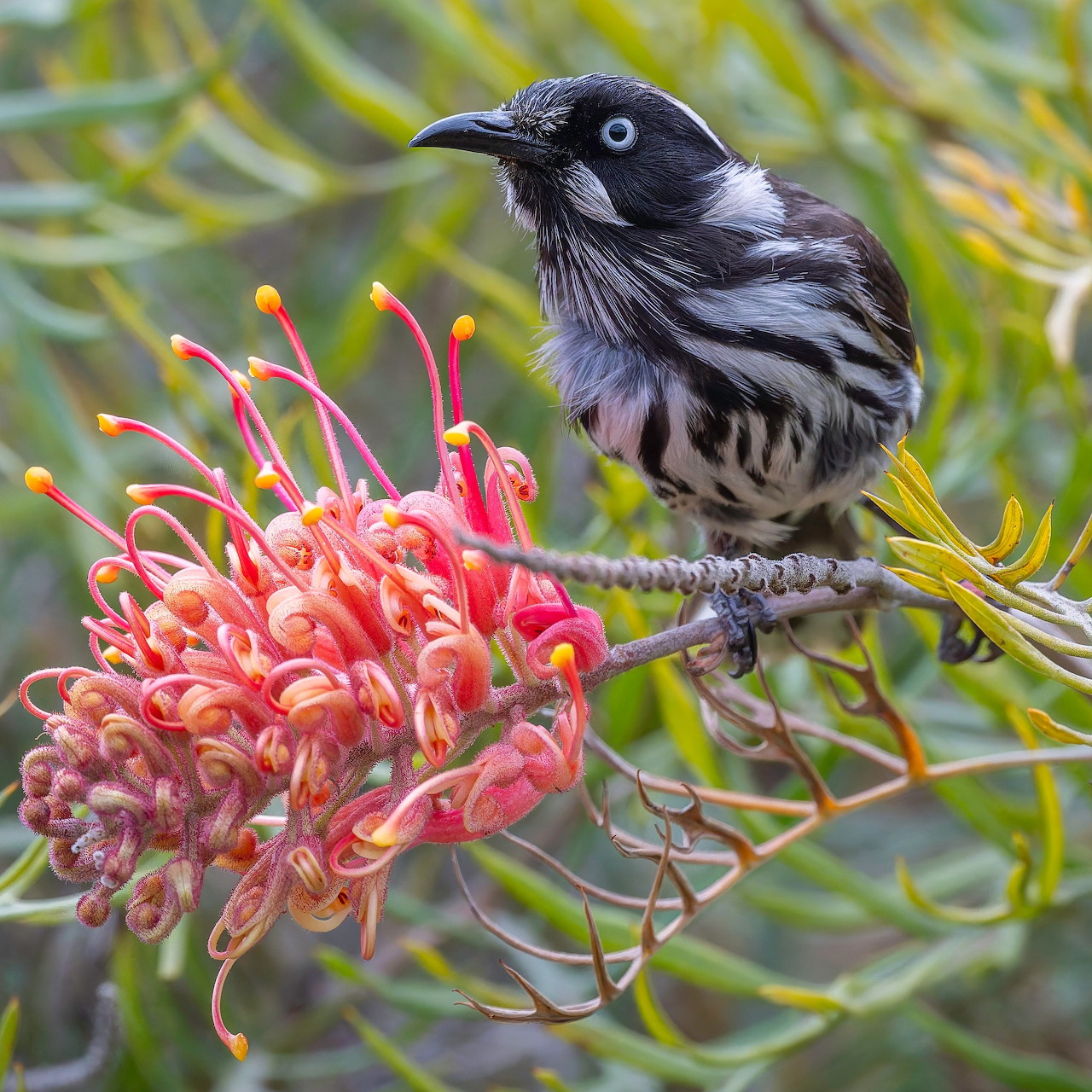 Honeyeater on Native Flower