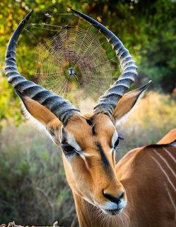 Close-up of an impala with a spider web woven between its lyre-shaped horns in the wild