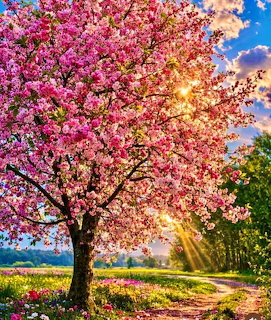 Pink bloming cherry tree with sunlight shining through branches in a green spring landscape