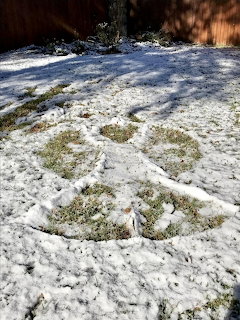 Snow angel shape pressed into snowy grass in a backyard with a wooden fence and bushes