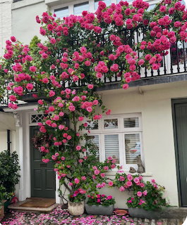 White house facade with abundant pink climbing roses covering balcony and entrance
