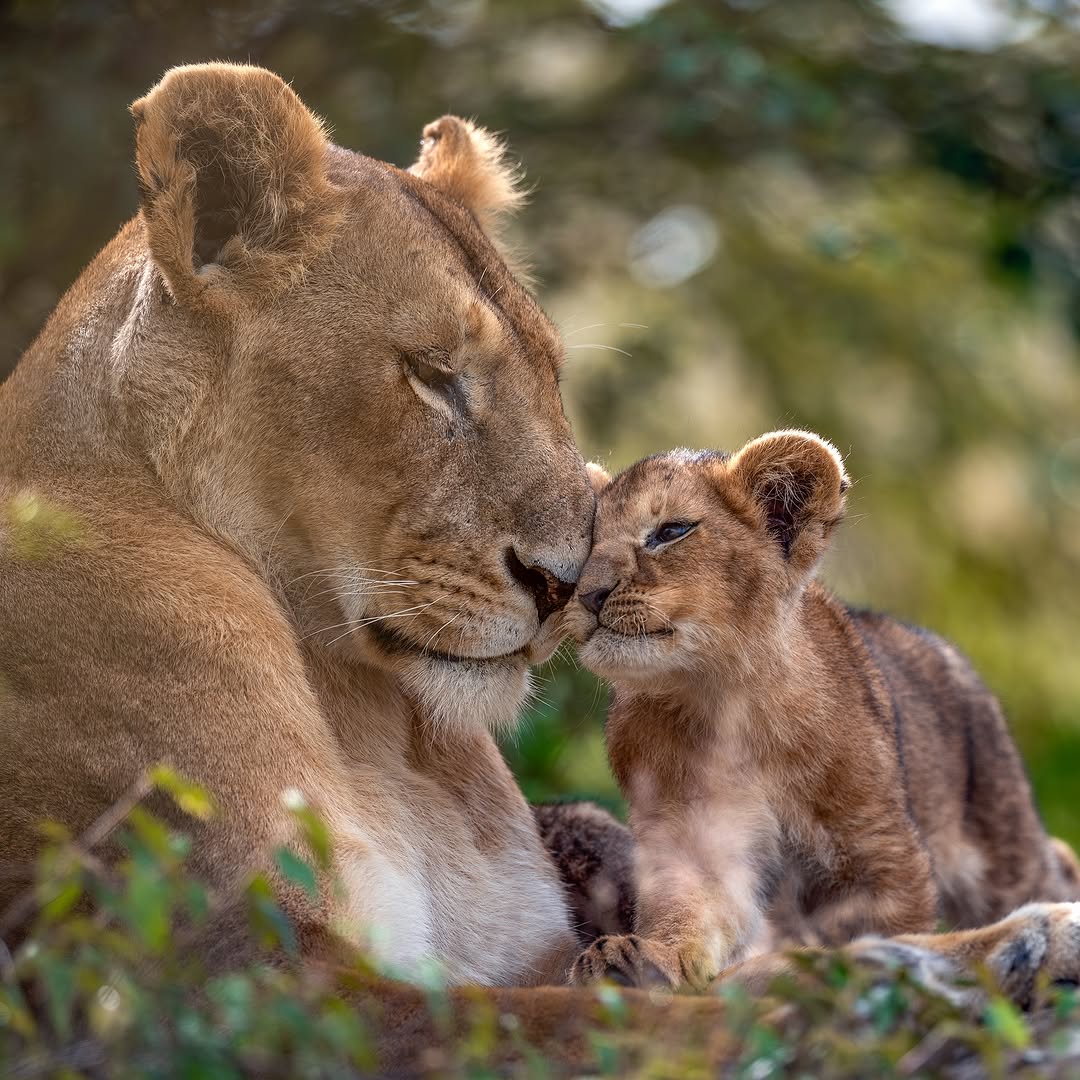 Lioness gently touching noses with her cub in a close-up wildlife scene