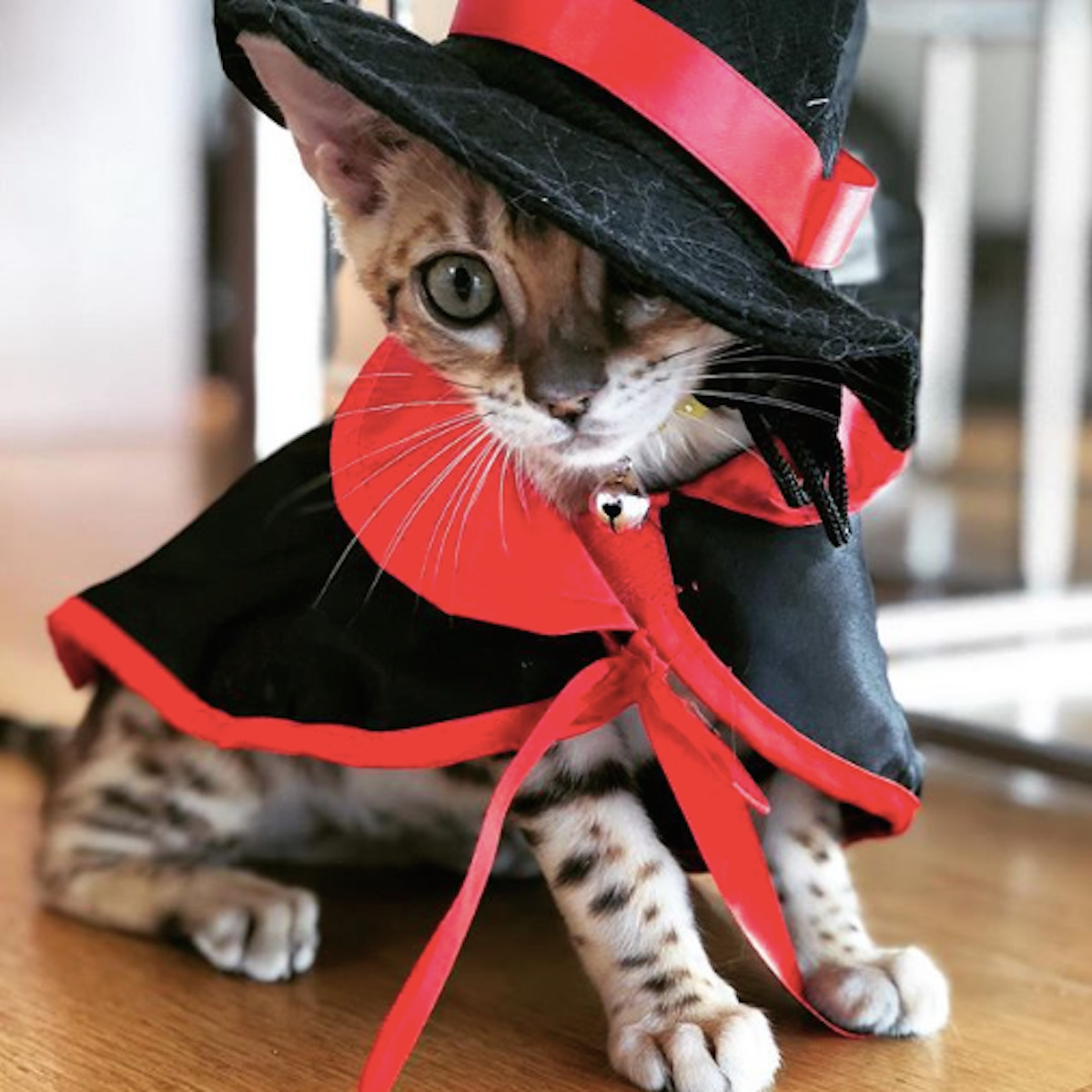 Tabby cat in black witch hat and cape with red accents