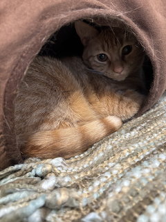 Orange tabby cat curled up inside a brown fabric cat tunnel resting on a woven rug
