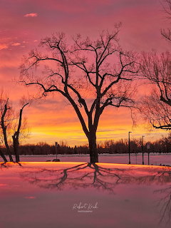 Leafless tree at sunset over snowy ground with a reflection in icy water