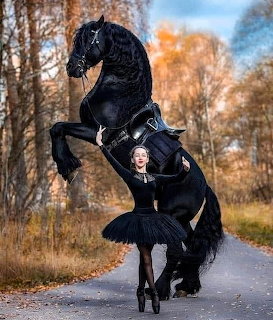 Black Friesian horse rearing dramatically on a tree-lined path in autumn