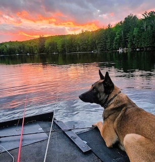 German Shepherd in boat watching colorful sunset over lake with forest shoreline