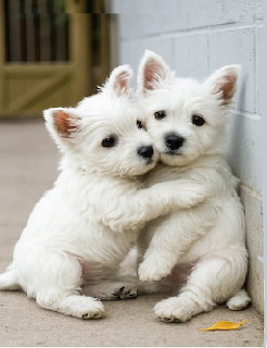Two white Westie puppies hugging each other while sitting on a concrete floor near a wall