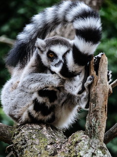 Ring-tailed lemur sitting on a branch with its striped tail wrapped around its body