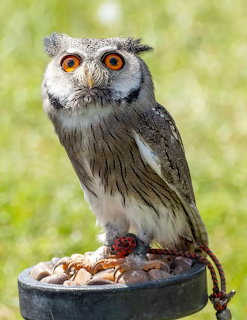 White-faced scops owl with orange eyes perched on a metal stand with pebles