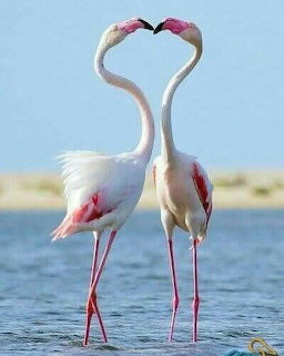 Two white and pink flamingos facing each other with necks forming a heart shape in shallow water