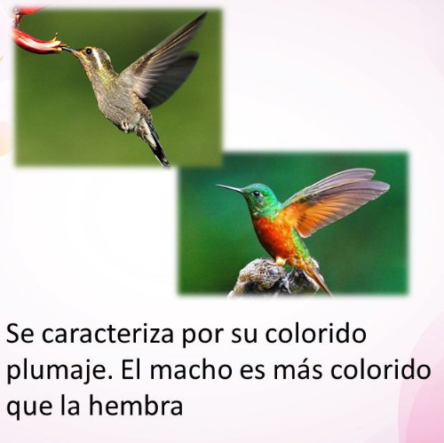Two hummingbirds in flight on green backgrounds with Spanish text below