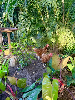 Two brown chickens walking through a tropical garden with green ferns and colorful plants