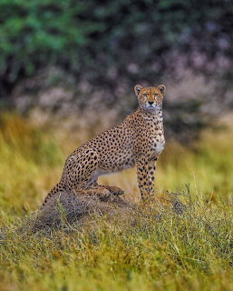 Cheetah sitting upright on a grassy mound in the African savanna looking at camera
