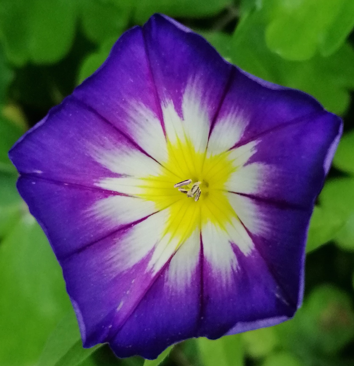 Close-up of a purple morning glory flower with white and yellow center on green foliage