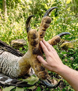 Human hand holding the talons and legs of a harpy eagle in natural outdoor habitat