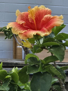 Large orange and yellow hibiscus flower bloming on a green leafy plant near a blue wall