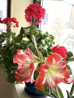Pink and white amaryllis with red geranium flowers in a blue pot by a window