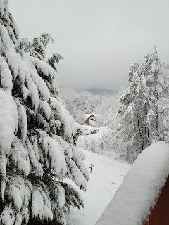 Snow-Covered Trees Gatlinburg
