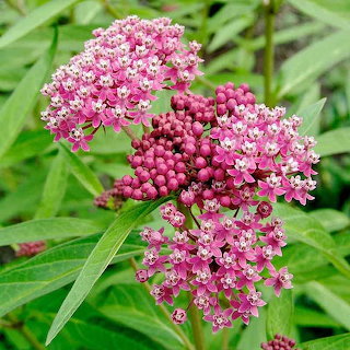 Pink Milkweed Flowers