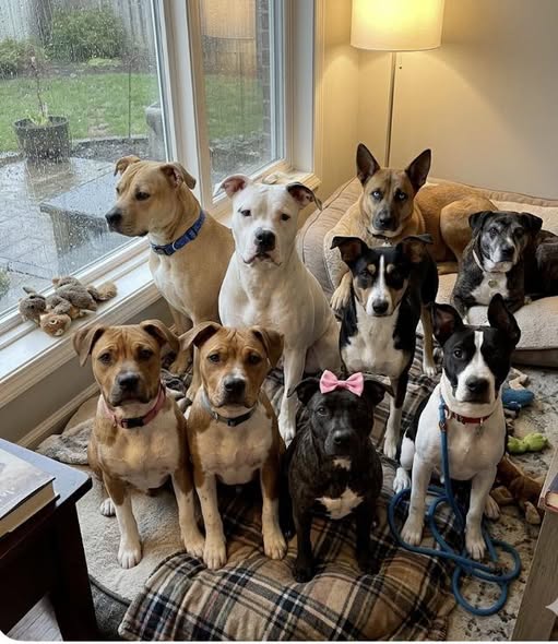 Seven dogs of mixed breeds posed together indoors by a window