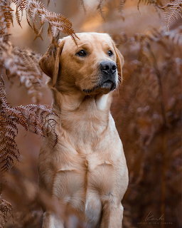 Yellow Labrador Retriever portrait with autumn ferns in soft natural light