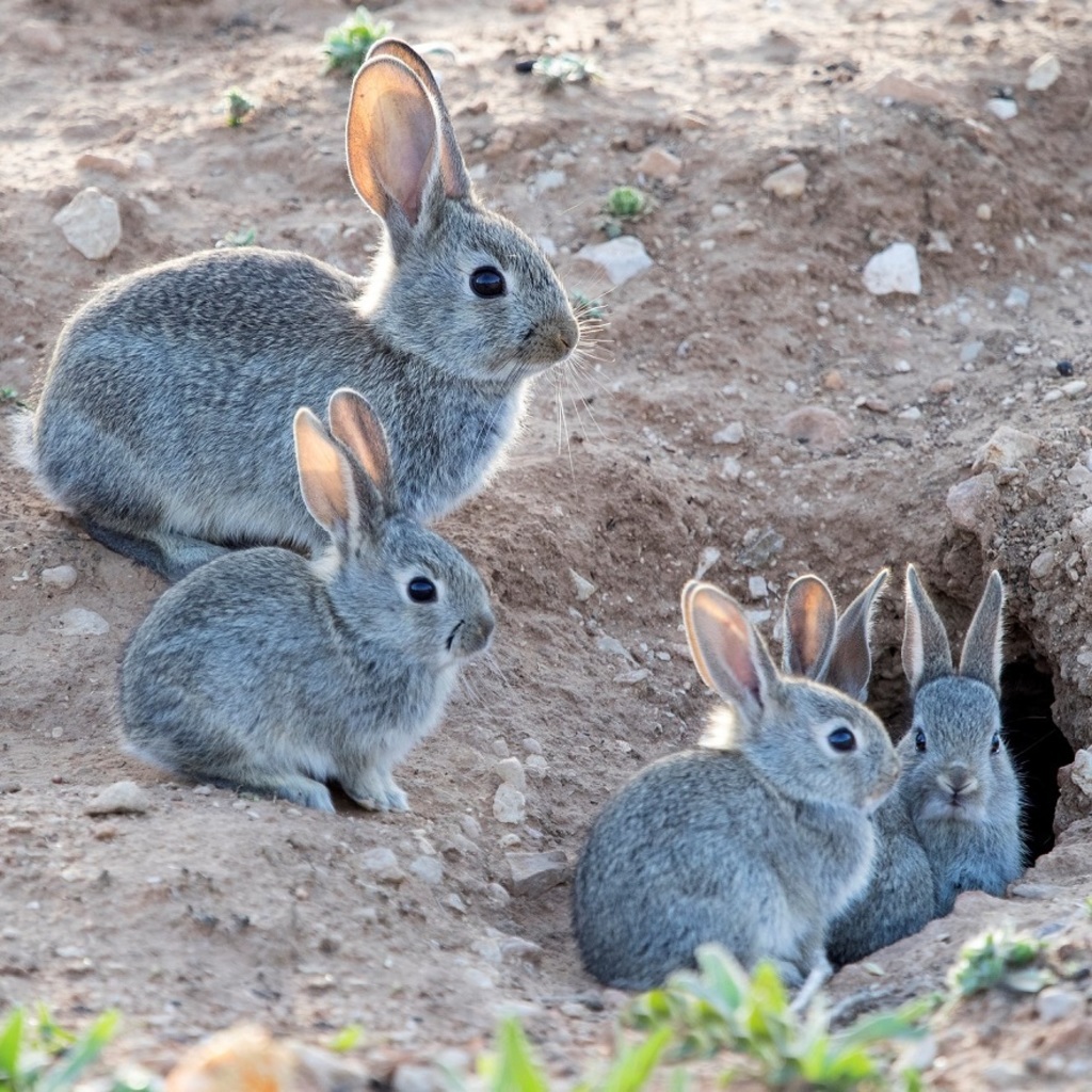 Three gray rabbits on dirt near a burrow entrance