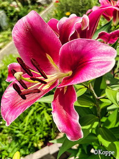 Close-up of a bright pink lily flower with yellow throat and stamens in a garden setting