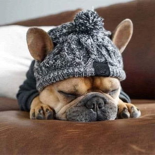 French Bulldog wearing a gray knit beanie hat sleeping on a brown leather couch