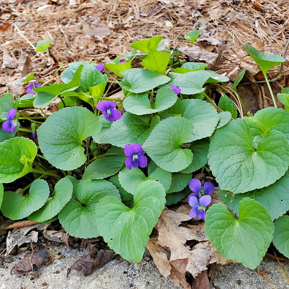 Purple violets with green heart-shaped leaves growing among dry leaves and pine needles